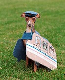 Italian Greyhound in a greyhound bus costume