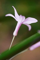 Allium Schoenoprasum