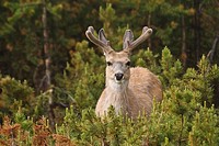 A buck Mule Deer watches from the Lodgepole Pine forest with new, velvet-coated antlers