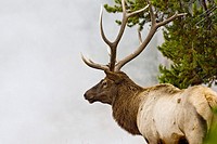 A bull elk with battle-ready antlers poses in the steam and mist from a geyser in Yellowstone Park