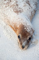 California female seal resting on the Spanish island. Galapagos Islands. Ecuador.