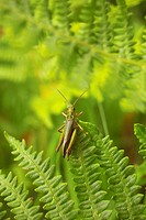 A Common Green Grasshopper (Omocestus viridulus) rests on a Fern Leaf.