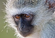 Mammal Wildlife, A day in the life of a Vervet Monkey - Expectation ´Tourists at Last´ Chlorocebus Pygerythrus, South Africa