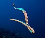 Underwater Life, U-Turn, Banded Sea Snake Laticauda Colubrina, IndonesiaIn Gunung Api in the Banda Sea one could dive surrounded by hundreds of sea sn...