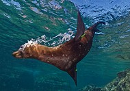 Marine Life, Sea Lions are well known for their playful character  Once they realize there are scuba divers around the all colony dives in to play wit...