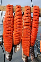 Arctic Char drying in the sun, Torngat Mountains National Park, Newfoundland and Labrador, Canada