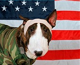 English Bull Terrier with American flag