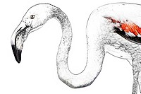 Greater Flamingo, Phoenicopterus ruber