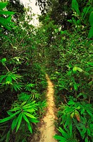 A tropical rainforest is a biome found 100 degrees north or south of the equator  They are common in Asia, Australia, Africa, South America, Central A...