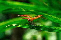 Insect macro, Laos