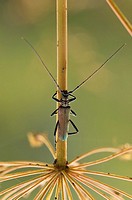 Insect macro, Russia, Moscow Region