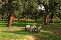 Iberian pigs grazing on pastures of cork. Aracena Nature Park