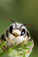Bee, Evora, Portugal