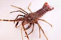 Lobster lives in defense position