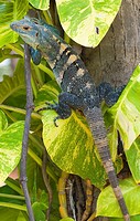 Blue Iguana on a tree in Tamarindo, Costa Rica