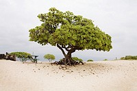 Lone tree at the beach on the Big Island, Hawaii