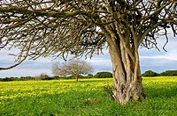 Fig tree, Minorca, Balearic Islands, Spain
