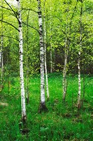 A forest also called a wood, woodland, wold, weald or holt is an area with a high density of trees  There are many definitions of a forest, based on t...