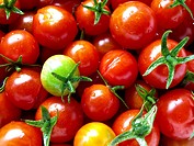 Ripe cherry tomatoes Close up  Background  Below camera  horizontal