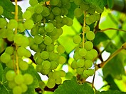 Green grapes on vine  horizontal