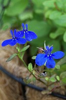 A few of the blooms from Crystal Palace Lobelia in a hanging basket.