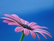 OSTEOSPERMUM - LIGHT PURPLE ´OSJOTIS´ Close-up of a flower in side view