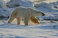 Polar bear Ursus maritimus