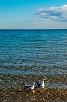 Seagulls, St  Kilda Beach, Melbourne, Victoria, Australia