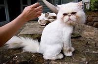 This cat doesn´t look pleased to be pet