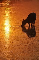 Angkor (Cambodia): water buffalo at sunset