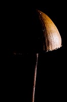 England, Staffordshire / Worcestershire, Kinver Edge  Creative view of un-identified fungi / mushroom / toad stool
