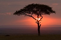 Acacia tree at sunrise in the Masai Mara in Kenya