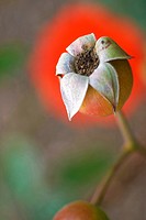 Rose hip in Auckland, New Zealand