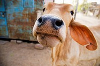 A cow in India