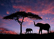 Elephants standing under tree at sunrise on the Massai Mara in Kenya Africa