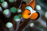 Highlights of Amphirion ocellaris, clown fish and anemone. Photographed in the sea of Malaysia