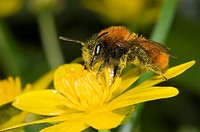 Andrena fulva – the tawny mining bee, female on lesser celandine flower, covered in pollen