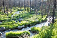 A stream runs through lush vegetation near McCall, Idaho. USA
