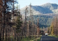 A camper travels down the road cut through a forest near McCall, USA