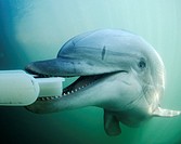 SPAWAR Navy Marine Mammal Programme, San Diego November 2006 Dolphins are trained to carry cameras or inspection devices by holding a plastic bite pla...