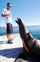 SPAWAR Navy Marine Mammal Programme, San Diego November 2006 California Sea lion, Nelson in training  he wears a back pack at all times carrying a tra...