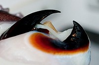 Closeup of the beak of a humboldt or jumbo squid