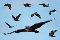 Birds in flight , British birds of prey , British raptors , Buteo buteo , Buzzard flying , Common buzzard , Flight feathers , Flying buzzard , Horizon...