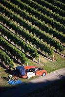 The northern area of the South Island has become a world famous location for wines. Marlborough Vineyards and Brancott are two very known brands. This...