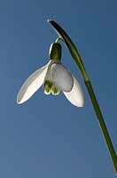 A single snowdrop Galanthus nivalis against a blue spring sky, backlit
