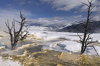 Dead trees and steaming travertine pools with snow at the Main Terrace at Mammoth Hot Springs Yellowstone Park in winter