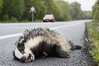 Dead animal on the road