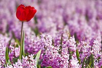 Red Tulip in Pink Hyacinths field