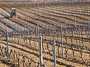 Tractor labrando en unos viñedos en invierno en el Villar de Álava - Rioja Alavesa - Álava - País Vasco - Euskadi - España