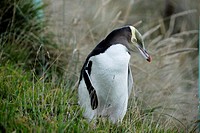 Yellow-eyed Penguin Megadyptes antipodes or Hoiho ashore in the evening  Otago Peninsula  New Zealand  South Pacific Ocean